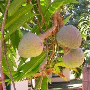 ramaphalam uses