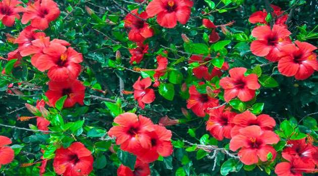 Hibiscus tree benefits In telugu