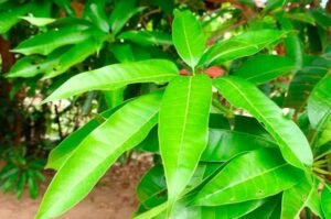 mango benefits