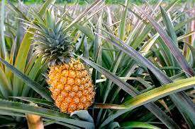 pineapple benefits