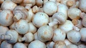 Mushroom health benefits in telugu