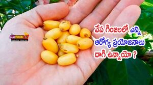 Neem Seeds Benefits