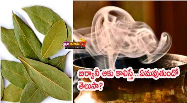 Bay Leaf in Telugu