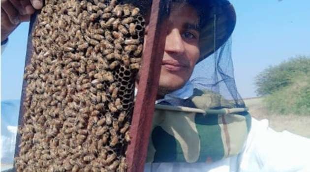 italian Bee Farming