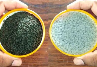 sabja seeds benefits