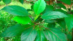 Hibiscus tea for weight loss In Telugu