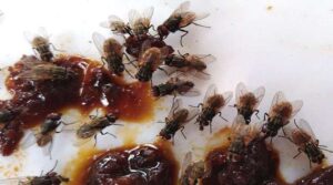 How to get rid of house flies