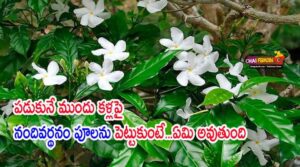 Nandivardhanam benefits in Telugu
