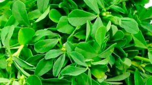 fenugreek leaves Benefits in telugu