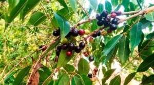 Neredu Leaves Benefits in telugu