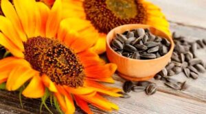 Sun Flower Seeds Benefits In telugu