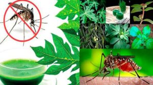 Dengue fever remedies In telugu