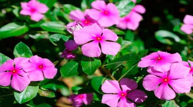 billa ganneru plant uses in telugu