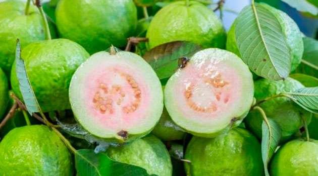 guava fruit benefits in telugu