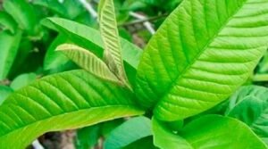 Guava leaves good for dengue In Telugu