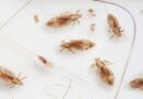 How to remove head lice In Telugu