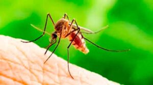 How to kill mosquitoes in telugu