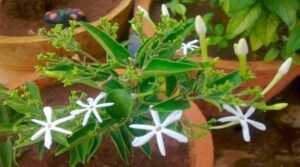 sannajaji flower benefits in Telugu