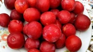 Albakara fruit Health Benefits In telugu