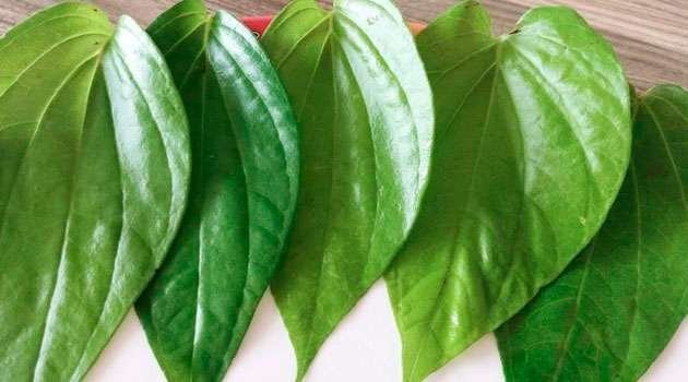 Betel Leaf Benefits in Telugu