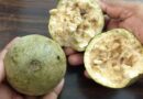 velaga pandu Benefits In Telugu