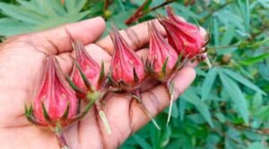 Health benefit of sorell roselle flowers