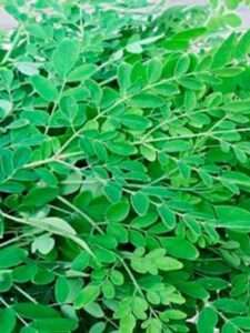 Drumstick leaves Health Benefits