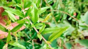 danimma leaf benefits