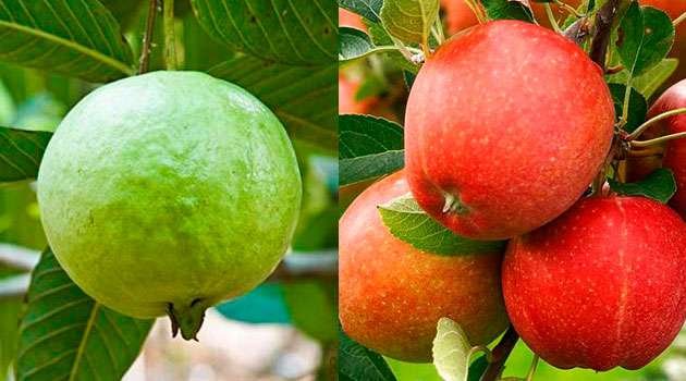 Guava Health benefits In Telugu