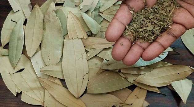 Biryani leaves health benefits In Telugu