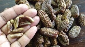 Dates seeds health benefits in Telugu