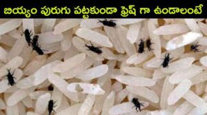 Biyyam purugu pattakunda vundalante