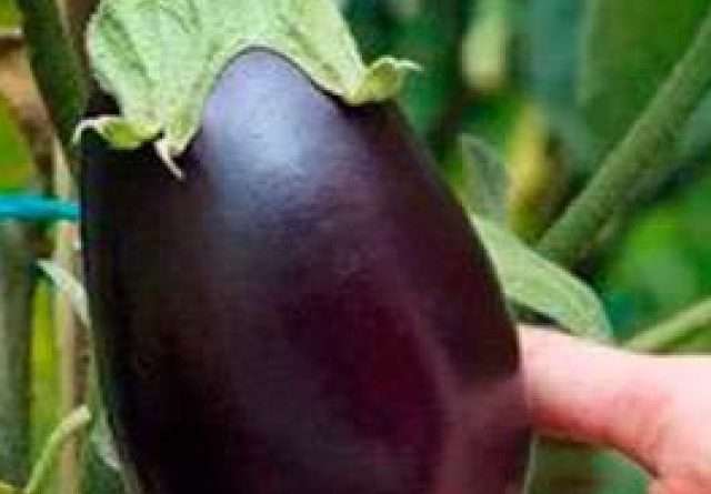 Vankaya Health Benefits in Telugu