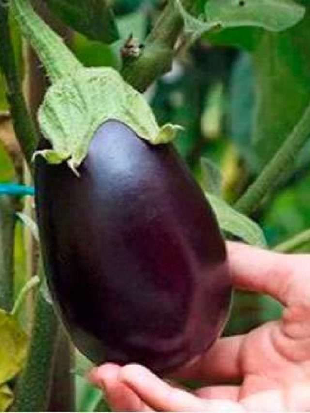 వంకాయలో ఉన్న 10  అద్భుతమైన ఆరోగ్య ప్రయోజనాలు