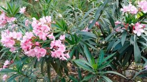 Erra Ganneru Benefits In telugu