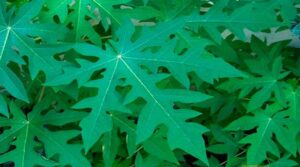 papaya Leaf Health Benefits In Telugu