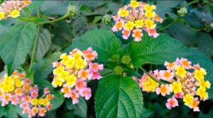 Talambralu Chettu Benefits in telugu