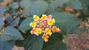 Talambralu Chettu Benefits in telugu