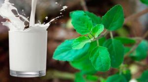 Tulasi Milk Benefits In telugu