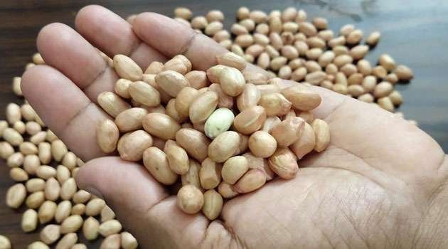 Peanuts Health benefits in telugu