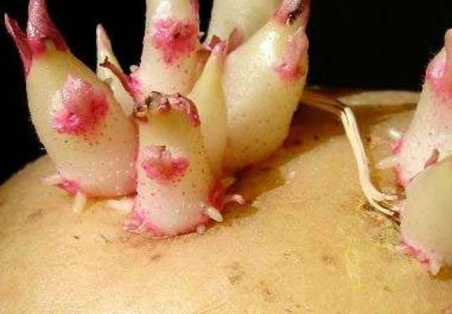 potato sprouts