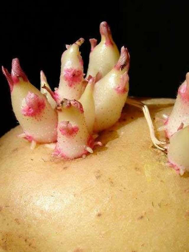 Sprouted Potatoes:ఇలాంటి బంగాళాదుంపలు తిన్నారంటే..  ఏమి అవుతుందో  తెలుసా..?