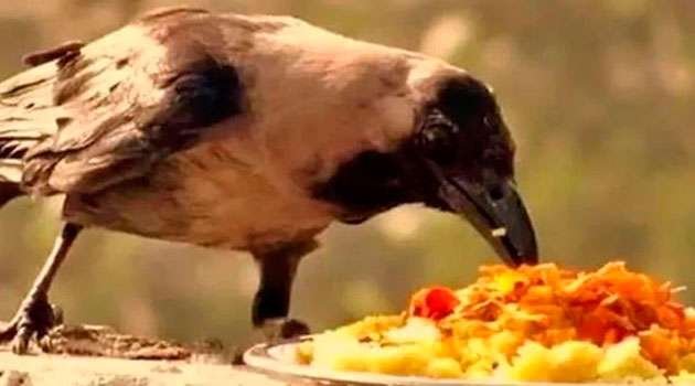 saturday feed to crows