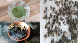 Domalu povalante em cheyali telugu