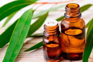eucalyptus-oil-health-benefits-in-telugu