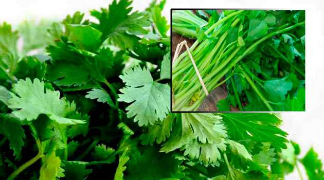 coriander stalks Health benefits In telugu