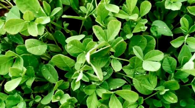 Menthi Kura Health benefits in telugu