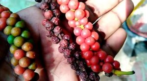 Black pepper Benefits In telugu