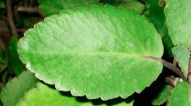 Ranapala leaves