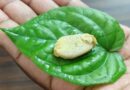 Cold And Cough Home Remedies